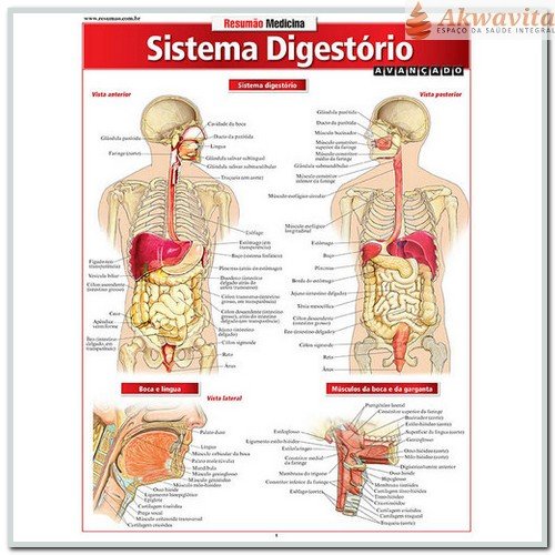 Resumão Da Anatomia Do Sistema Digestório Avançado B Fisher
